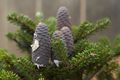 Abies koreana Jodła koreańska